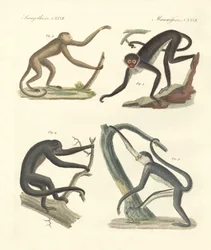Étranges singes du nouveau continent