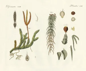 Mousses étranges