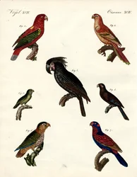 Perroquets étranges