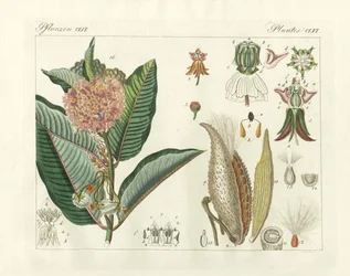 Plantes étranges