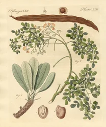 Plantes étranges