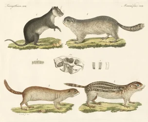 Rongeurs étranges