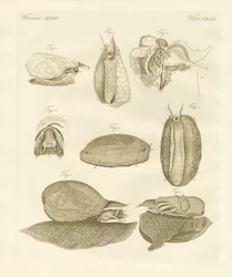 Étranges escargots de mer