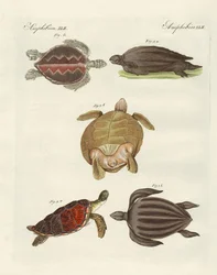 Étranges tortues de mer