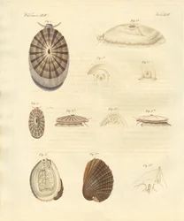 Escargots étranges