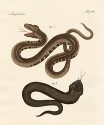 Serpent étrange