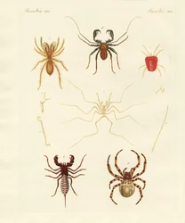 Araignées étranges