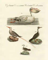 Oiseaux nageurs étranges