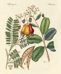 Arbres étranges