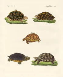 Étranges tortues