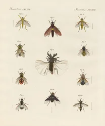 Étranges insectes à deux ailes
