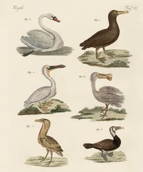 Étranges oiseaux aquatiques