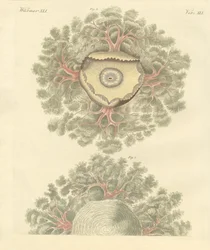 Vers étranges