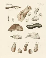 Étranges vers (gravure en couleur)