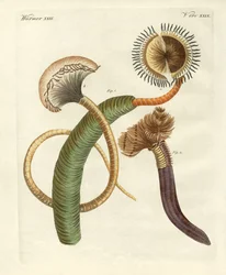 Vers étranges