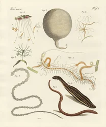 Vers étranges