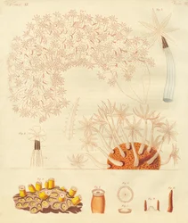 Étranges vers, zoophytes