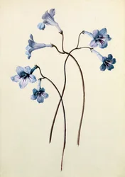 Streptocarpus, vers 1790