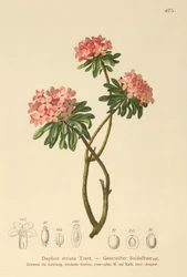 Daphné strié (Daphne striata)