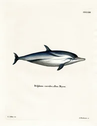 Dauphin bleu et blanc
