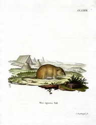 Souris des champs rayée