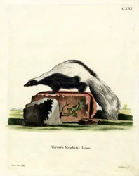 Moufette rayée