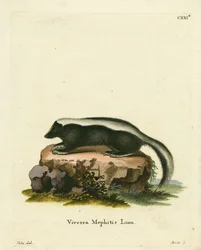 Moufette rayée