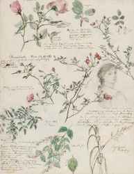 Études de plantes et de figures réalisées à Rome et à Pankow, Berlin