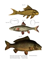 Poisson-chat à ventouse