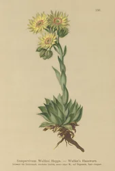 Joubarbe de Wulfen (Sempervivum Wulfenii)