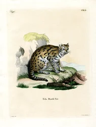 Léopard nébuleux de la Sunda