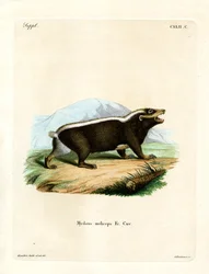 Blaireau puant de la Sonde