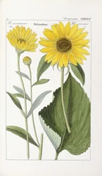 Tournesol