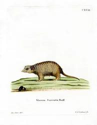 Suricate