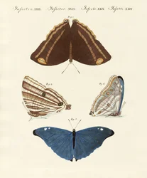 Papillons du Surinam