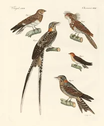 Oiseaux ressemblant à des hirondelles