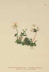 Androsace odorante