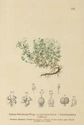 Gaillet suisse (Galium helveticum, Galium rupicolum, Galium megalospermum)