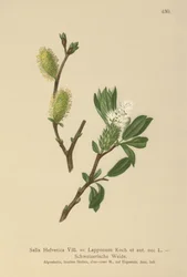 Saule de Suisse (Salix Helvetica, Salix Lapponum)