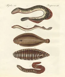 Poissons savoureux