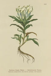 Gentiane des Tauern (Gentiana frigida)