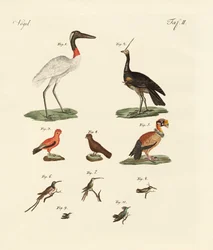 Dix oiseaux américains