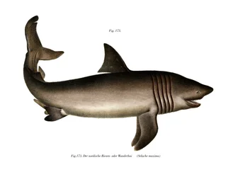 Requin pèlerin