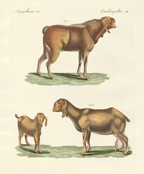 La chèvre égyptienne