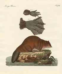 Le castor