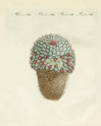 Le cactus melon en forme de sein