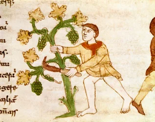 La récolte des raisins pendant les vendanges (Miniature tirée du manuscrit « De Universo » de Rabanus Maurus Magnentius, 9ème siècle)