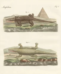 Le crocodile