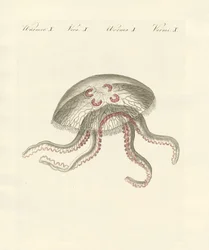 La méduse aurélie