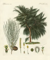 Le casuarina à quatre lobes